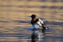 Le Tufted Duck en Valais Image 21