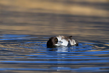 Le Tufted Duck en Valais Image 22