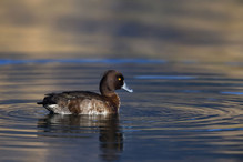 Le Tufted Duck en Valais Image 23