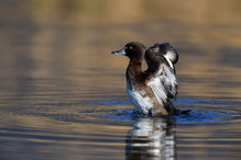 Le Tufted Duck en Valais Bild 24