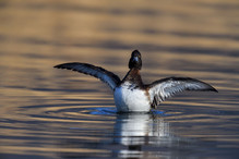 Le Tufted Duck en Valais Image 25