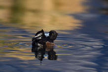 Le Tufted Duck en Valais Image 26