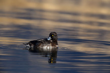 Le Tufted Duck en Valais Bild 28