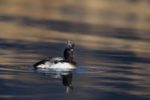 Le Tufted Duck en Valais Bild 29