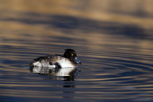Le Tufted Duck en Valais Image 30