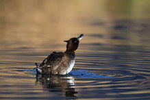Le Tufted Duck en Valais Image 32