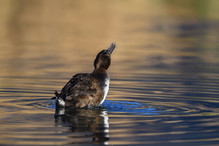 Le Tufted Duck en Valais Bild 33