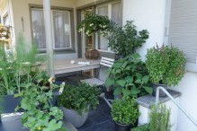 Jardin Suisse : Dès la mi-mai, plantez vos tubercules riches ... Image 10