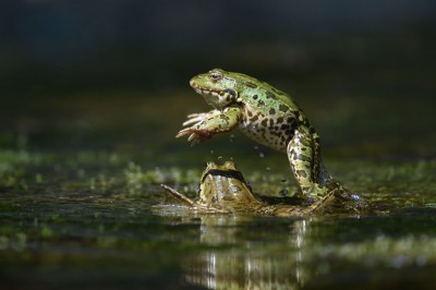 Quelle complexité ces grenouilles vertes ! Image 1