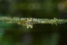 Quelle complexité ces grenouilles vertes ! Image 1