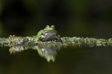 Quelle complexité ces grenouilles vertes ! Image 2