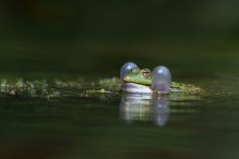 Quelle complexité ces grenouilles vertes ! Image 3