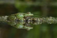 Quelle complexité ces grenouilles vertes ! Bild 4