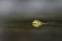 Quelle complexité ces grenouilles vertes ! Image 7
