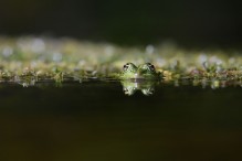 Quelle complexité ces grenouilles vertes ! Image 8