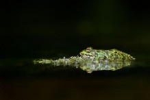 Quelle complexité ces grenouilles vertes ! Image 9