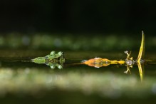 Quelle complexité ces grenouilles vertes ! Image 10