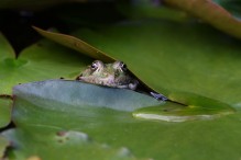 Quelle complexité ces grenouilles vertes ! Image 13
