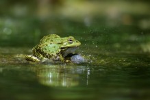 Quelle complexité ces grenouilles vertes ! Image 15