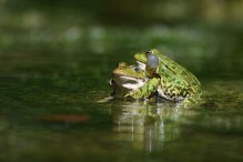 Quelle complexité ces grenouilles vertes ! Image 17