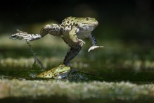 Quelle complexité ces grenouilles vertes ! Image 22