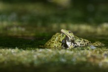 Quelle complexité ces grenouilles vertes ! Image 23