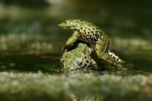 Quelle complexité ces grenouilles vertes ! Image 24