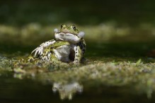 Quelle complexité ces grenouilles vertes ! Image 27