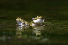 Quelle complexité ces grenouilles vertes ! Image 28