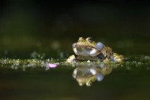 Quelle complexité ces grenouilles vertes ! Image 29